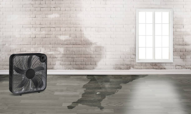 Best Water damage restoration services  in Northgate, OH